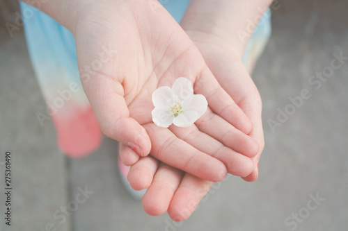 Little hands holding blossom during Spring. 