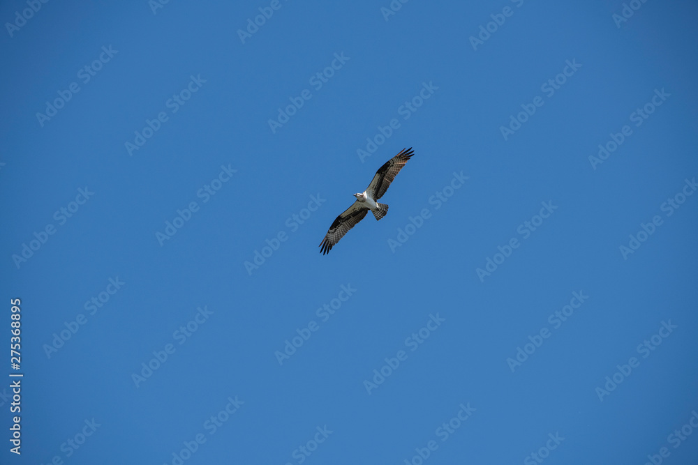 Sea gull soaring over the ocean, off of Vashon Island.