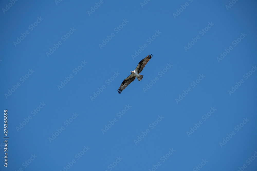 Sea gull soaring over the ocean, off of Vashon Island. Sea gull soaring over the ocean, off of Vashon Island.