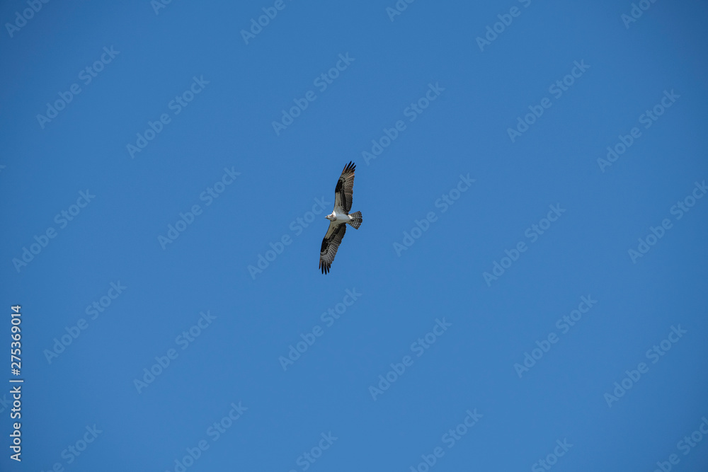 Sea gull soaring over the ocean, off of Vashon Island. Sea gull soaring over the ocean, off of Vashon Island.