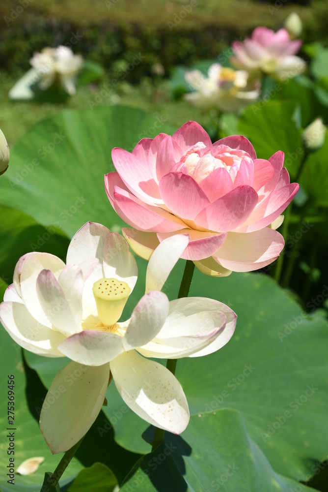 Lotus flowers are considered to be a symbol of Buddha's wisdom and mercy in Buddhism, which is caused by beautiful and clean flowers that arise from muddy water. Lotus flowers are considered to be a symbol of Buddha's wisdom and mercy in Buddhism, which is caused by beautiful and clean flowers that arise from muddy water.