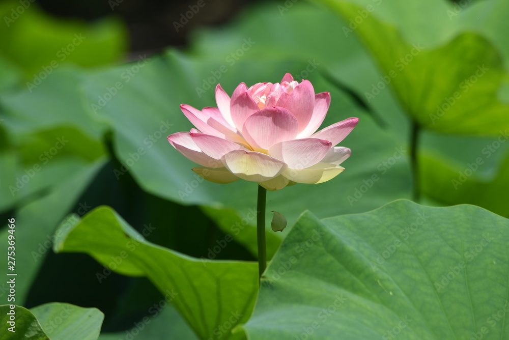 Lotus flowers are considered to be a symbol of Buddha's wisdom and mercy in Buddhism, which is caused by beautiful and clean flowers that arise from muddy water. Lotus flowers are considered to be a symbol of Buddha's wisdom and mercy in Buddhism, which is caused by beautiful and clean flowers that arise from muddy water.