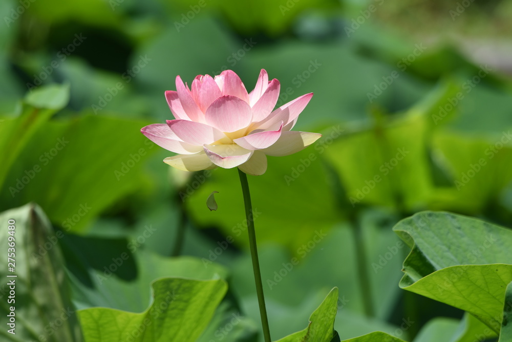 Lotus flowers are considered to be a symbol of Buddha's wisdom and mercy in Buddhism, which is caused by beautiful and clean flowers that arise from muddy water.