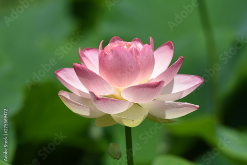 Lotus flowers are considered to be a symbol of Buddha s wisdom and mercy in Buddhism  which is caused by beautiful and clean flowers that arise from muddy water.