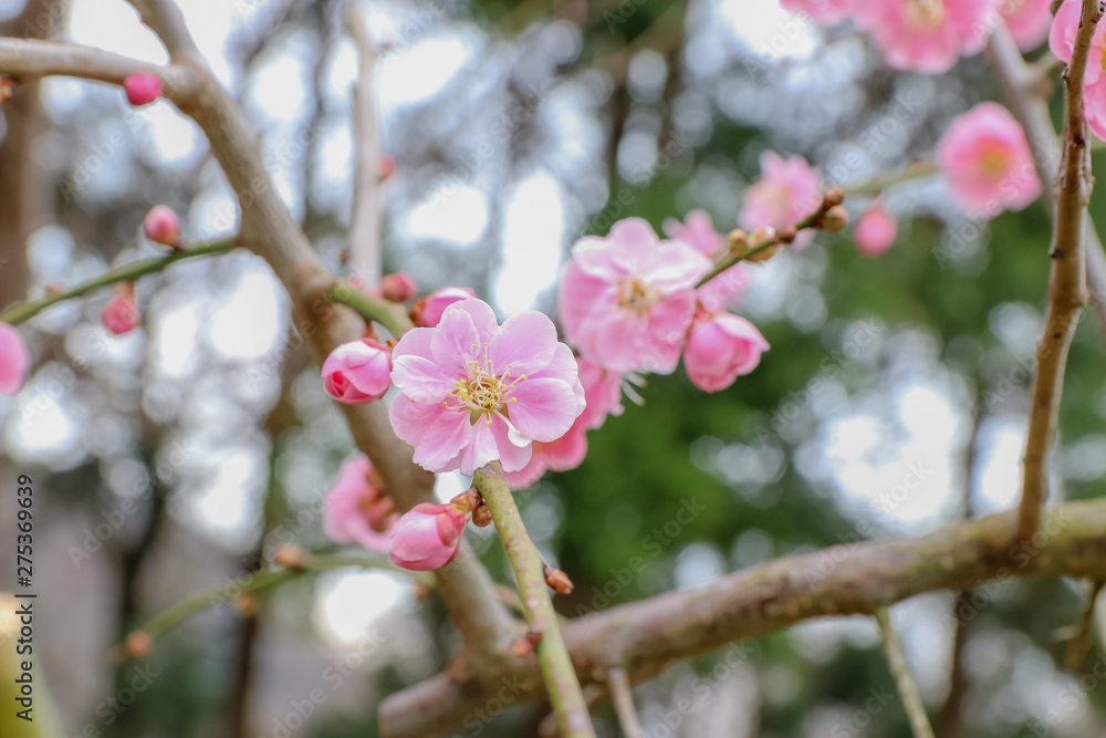 梅の花 梅の花