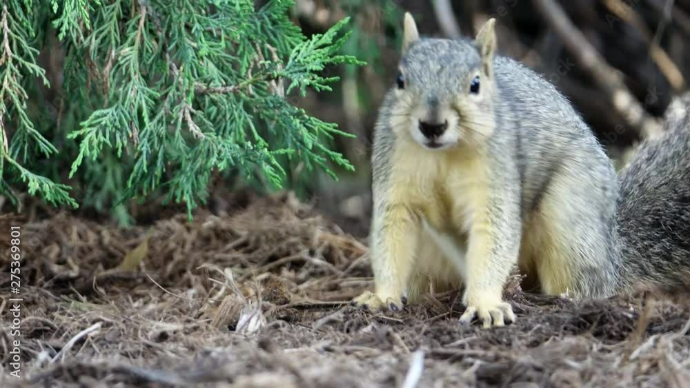 Cute squirrel finding nuts and eat Cute squirrel finding nuts and eat