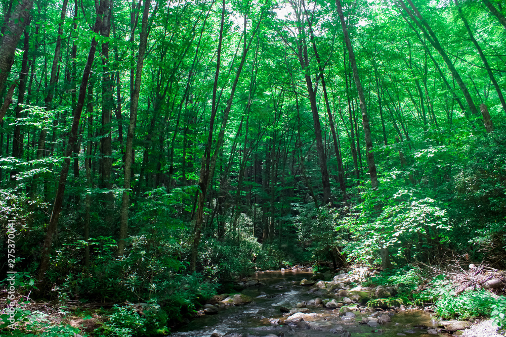 Obraz premium Smoky Mountains Tennessee