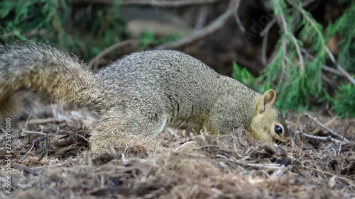 Wallpaper Mural Cute squirrel finding nuts and eat Torontodigital.ca