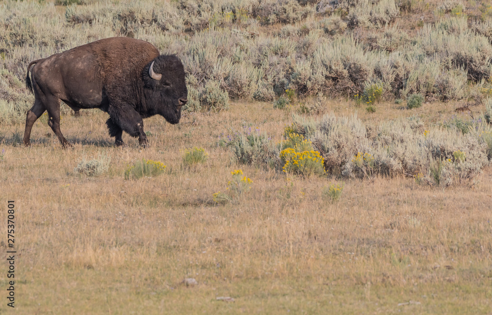 Buffalo Walks Through Dry Field