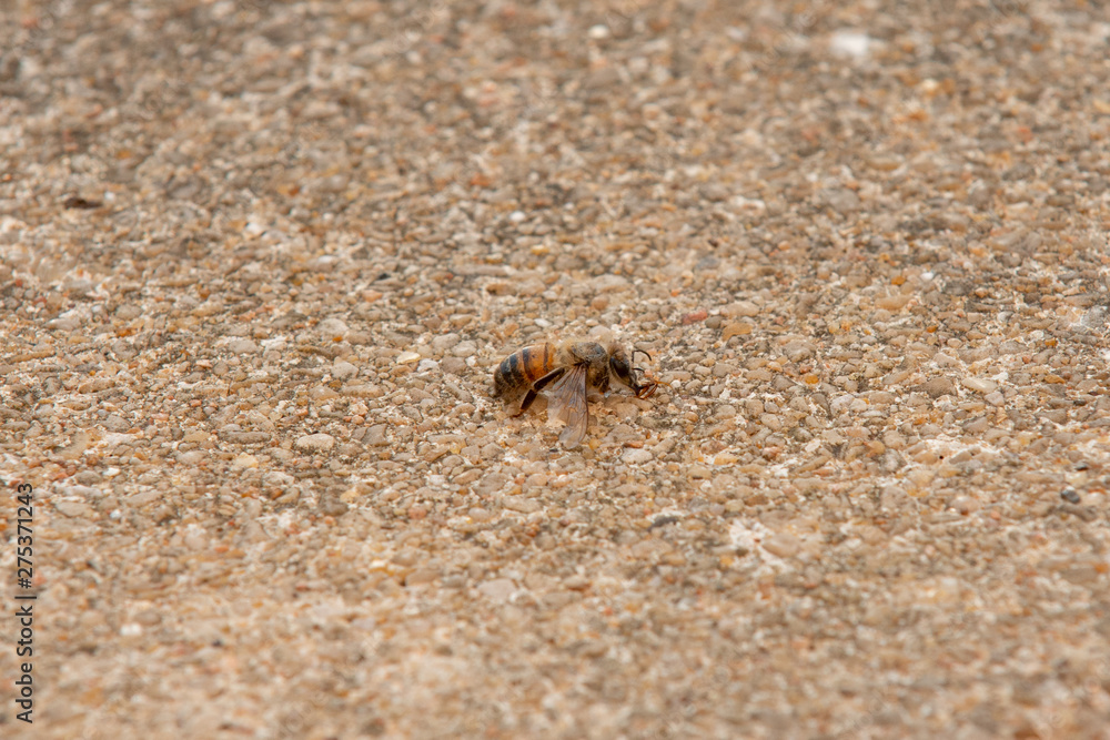 Urban honey bee on asphalt