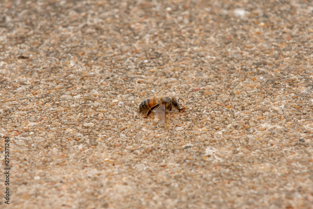 Urban honey bee on asphalt Urban honey bee on asphalt