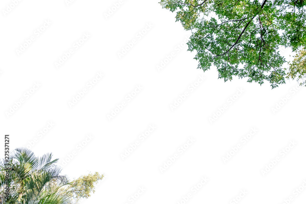 Fototapeta premium Nature leaf with free space