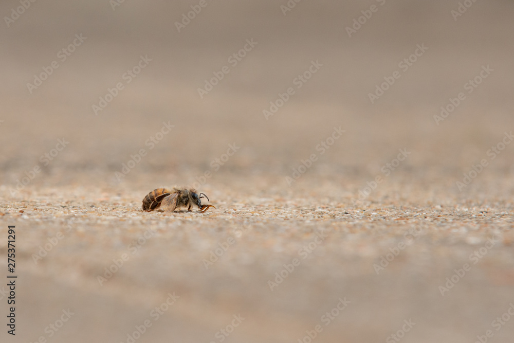 Urban honey bee on asphalt Urban honey bee on asphalt