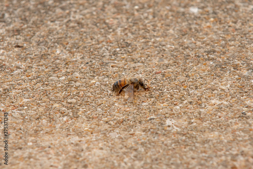Urban honey bee on asphalt