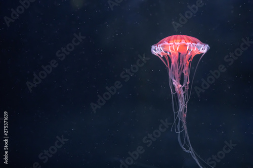 Fotografie, Obraz glowing jellyfish chrysaora pacifica underwater