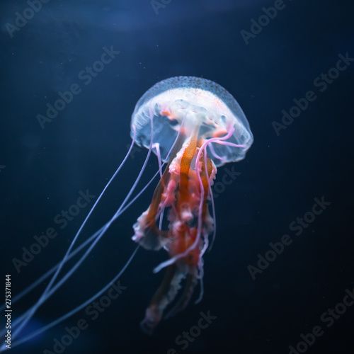 pelagia noctiluca jellyfish underwater, close-up view © nikkytok