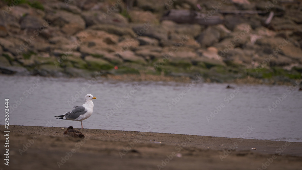 Fototapeta premium 浜で海を眺めるカモメ