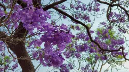 Wallpaper Mural Beautiful Jacaranda Trees blossom Torontodigital.ca