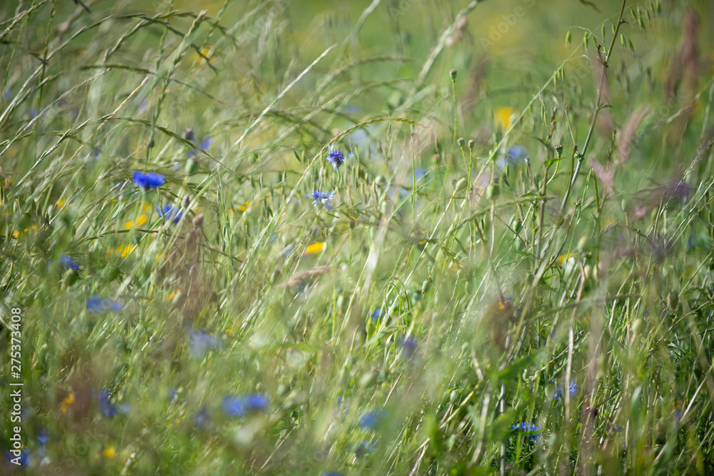 Fototapeta premium Field, wild flowers, soft focus, shallow depth of field