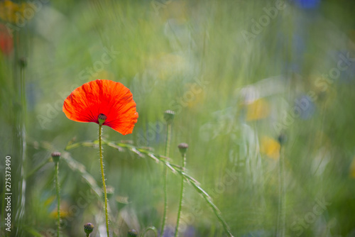 Poppy flowers in the field, soft focus, shallow depth of field