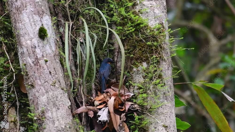 The Hill Blue Flycatcher is found at high elevation habitat it has blue feathers and orange-like breast for the male, while the female is pale cinnamon brown and also with transitioned orange breast. The Hill Blue Flycatcher is found at high elevation habitat it has blue feathers and orange-like breast for the male, while the female is pale cinnamon brown and also with transitioned orange breast.
