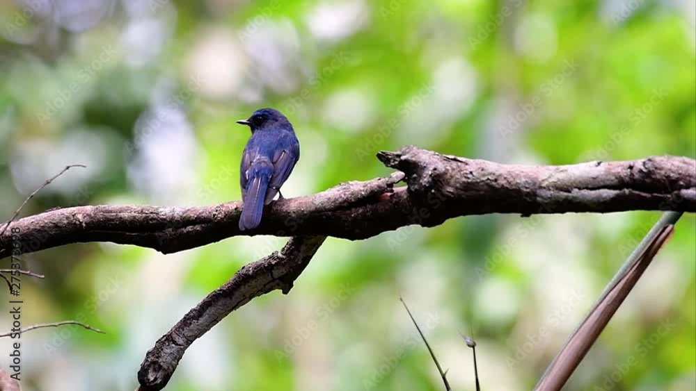 The Hill Blue Flycatcher is found at high elevation habitat it has blue feathers and orange-like breast for the male, while the female is pale cinnamon brown and also with transitioned orange breast. The Hill Blue Flycatcher is found at high elevation habitat it has blue feathers and orange-like breast for the male, while the female is pale cinnamon brown and also with transitioned orange breast.