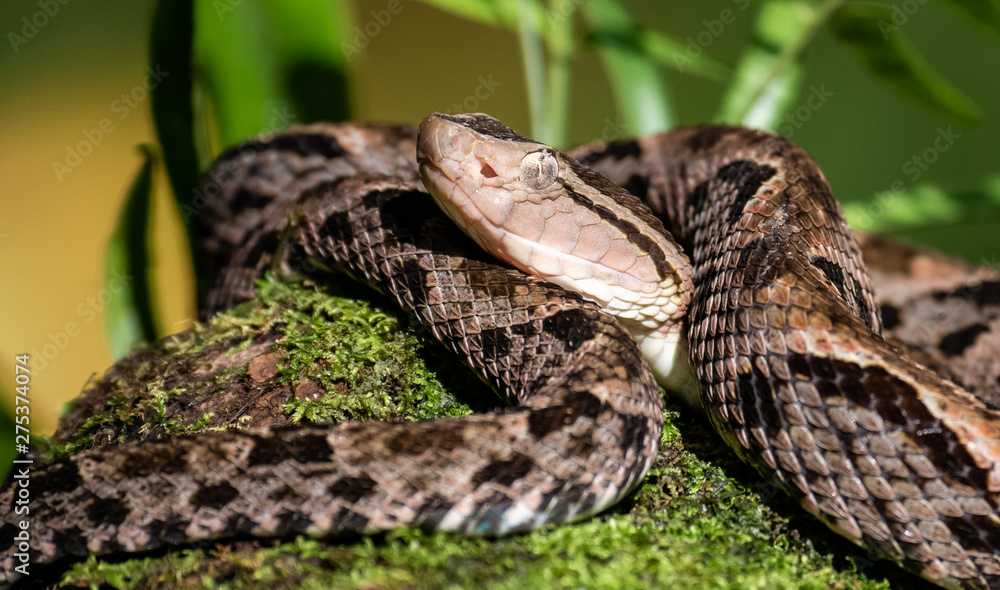 Fototapeta premium Fer-de-lance Viper in Costa Rica