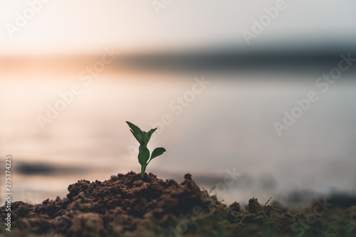 young plant in hand