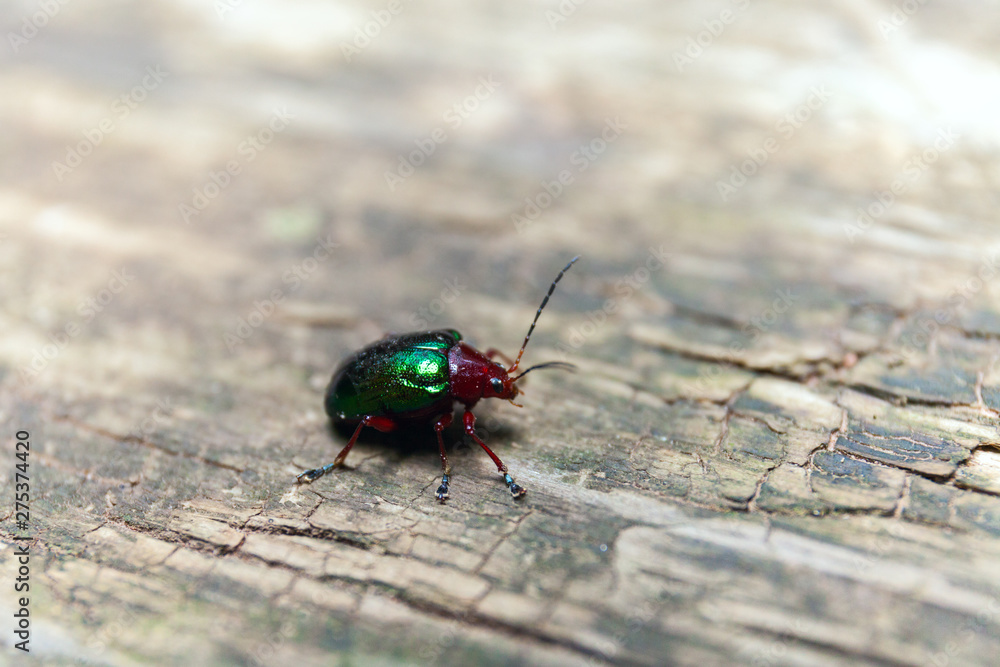 Metallic Green Beetle on a wooden bench. Macro shot. Selective Depth of Field Metallic Green Beetle on a wooden bench. Macro shot. Selective Depth of Field