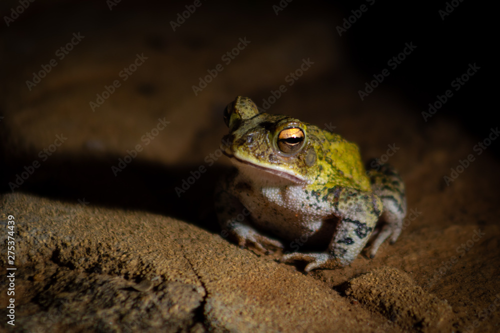 Obraz premium Oaxacan frog