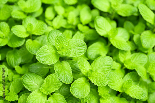 Green mint leaf growing in organic vegetable garden