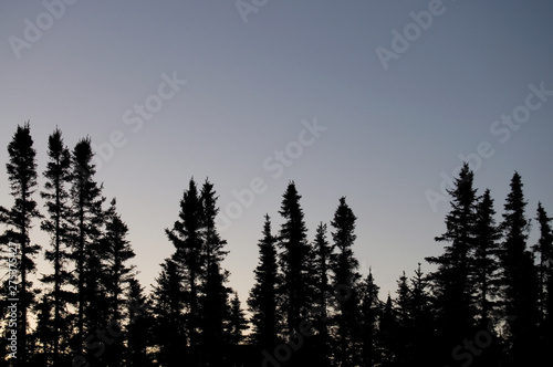 Northern Canadian Woods at Dusk