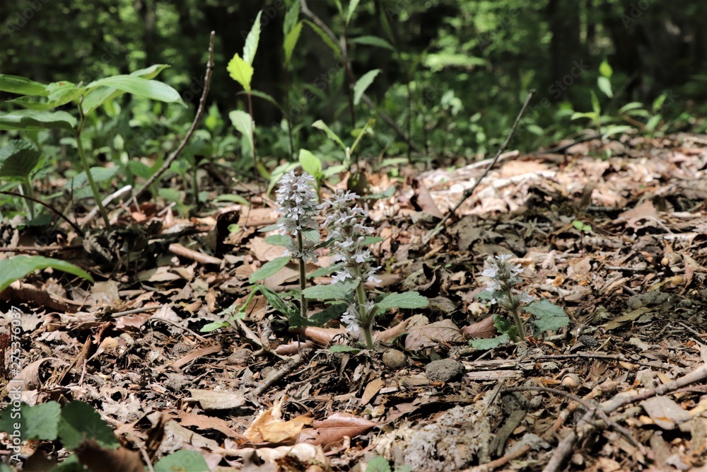 Obraz premium ジュウニヒトエ