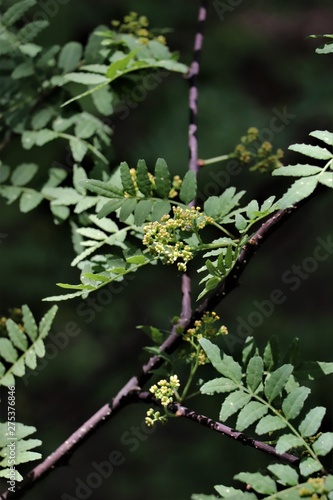山椒の蕾