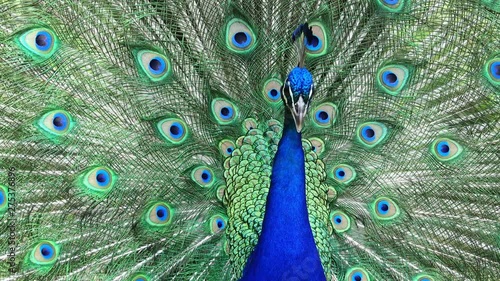 Male peacock showing it's color fan