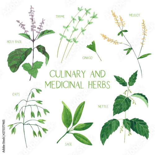 Culinary and medicinal herbs. Watercolor botanical illustration. 