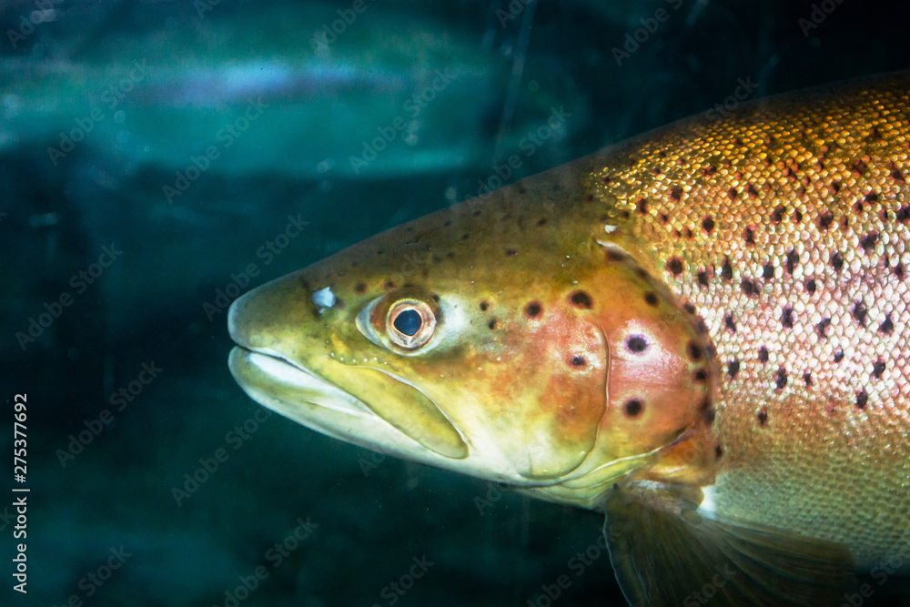 The brown trout (Salmo trutta) is a European species of salmonid fish that has been widely introduced into suitable environments globally. The brown trout (Salmo trutta) is a European species of salmonid fish that has been widely introduced into suitable environments globally.