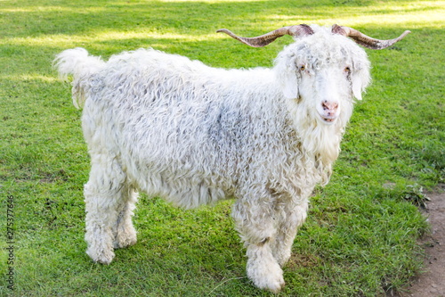 The Angora goat is a breed of domesticated goat, historically known as Angora. Angora goats produce the lustrous fibre known as Mohair.