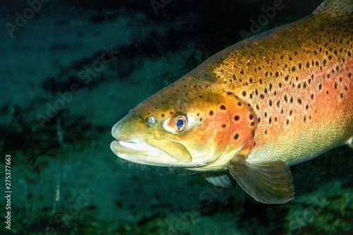 The brown trout (Salmo trutta) is a European species of salmonid fish that has been widely introduced into suitable environments globally.