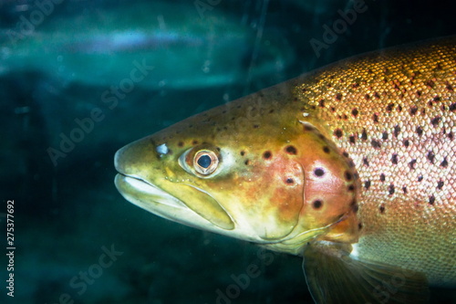 Fototapeta Naklejka Na Ścianę i Meble -  The brown trout (Salmo trutta) is a European species of salmonid fish that has been widely introduced into suitable environments globally.