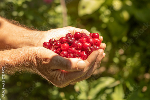 On the palms of the men are juicy cherries © Zhanat Matkerova