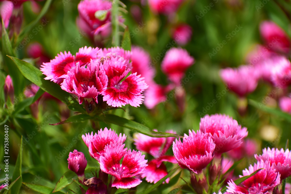 Obraz premium 鮮やかなピンクのナデシコ