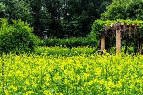 Canola flower blooming in Changchun Park, China