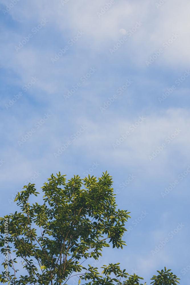 Sunny blue sky with clouds and big tree Sunny blue sky with clouds and big tree