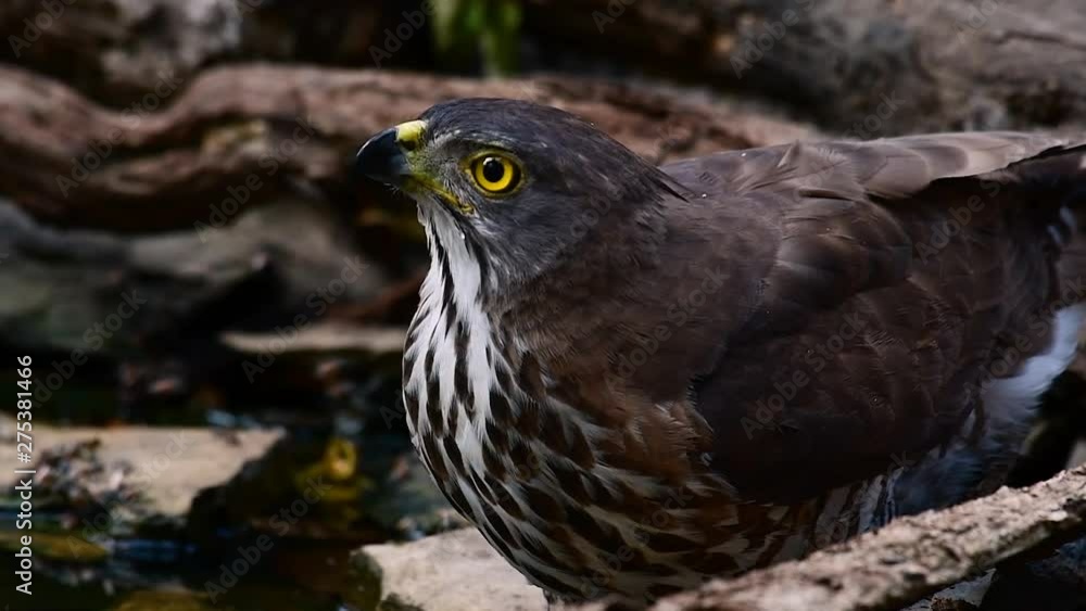 The Shikra is a small Bird of Prey found in Asia and Africa. This raptor’s diet consist of insects, small reptiles, snakes, squirrels, birds, and more; it has short rounded wings and narrow long tail. The Shikra is a small Bird of Prey found in Asia and Africa. This raptor’s diet consist of insects, small reptiles, snakes, squirrels, birds, and more; it has short rounded wings and narrow long tail.