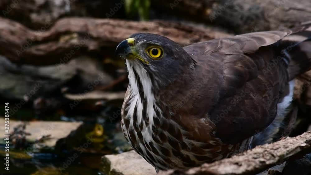 The Shikra is a small Bird of Prey found in Asia and Africa. This raptor’s diet consist of insects, small reptiles, snakes, squirrels, birds, and more; it has short rounded wings and narrow long tail.