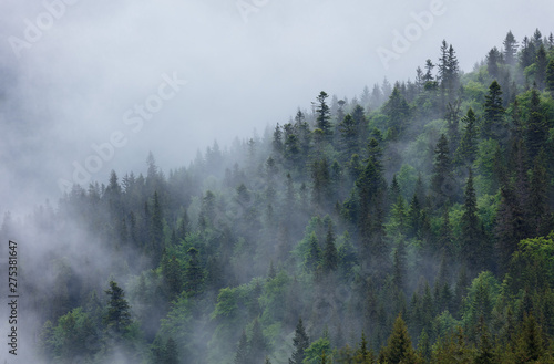 Fototapeta Naklejka Na Ścianę i Meble -  After aheavy rain the mountain forest covered the cloud. Background for design.