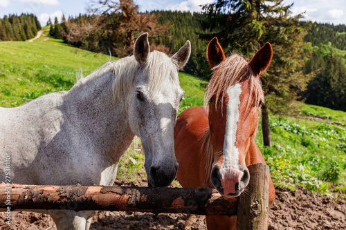 The white horse stands near The brown mare. Animals feel affection for each other.