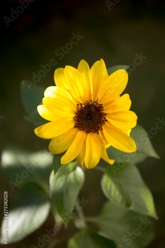 Summer yellow sunflower close up