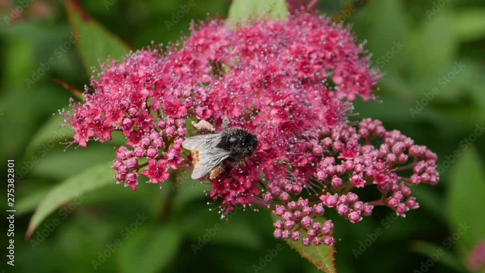 Busy bee pollinating flowers in a UK garden